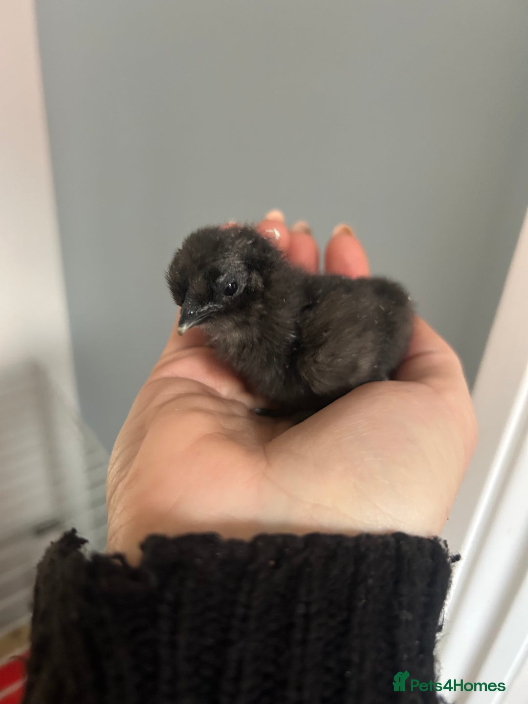 Chickens poultry for sale: Day old bantam silkie chicks  - Image 6