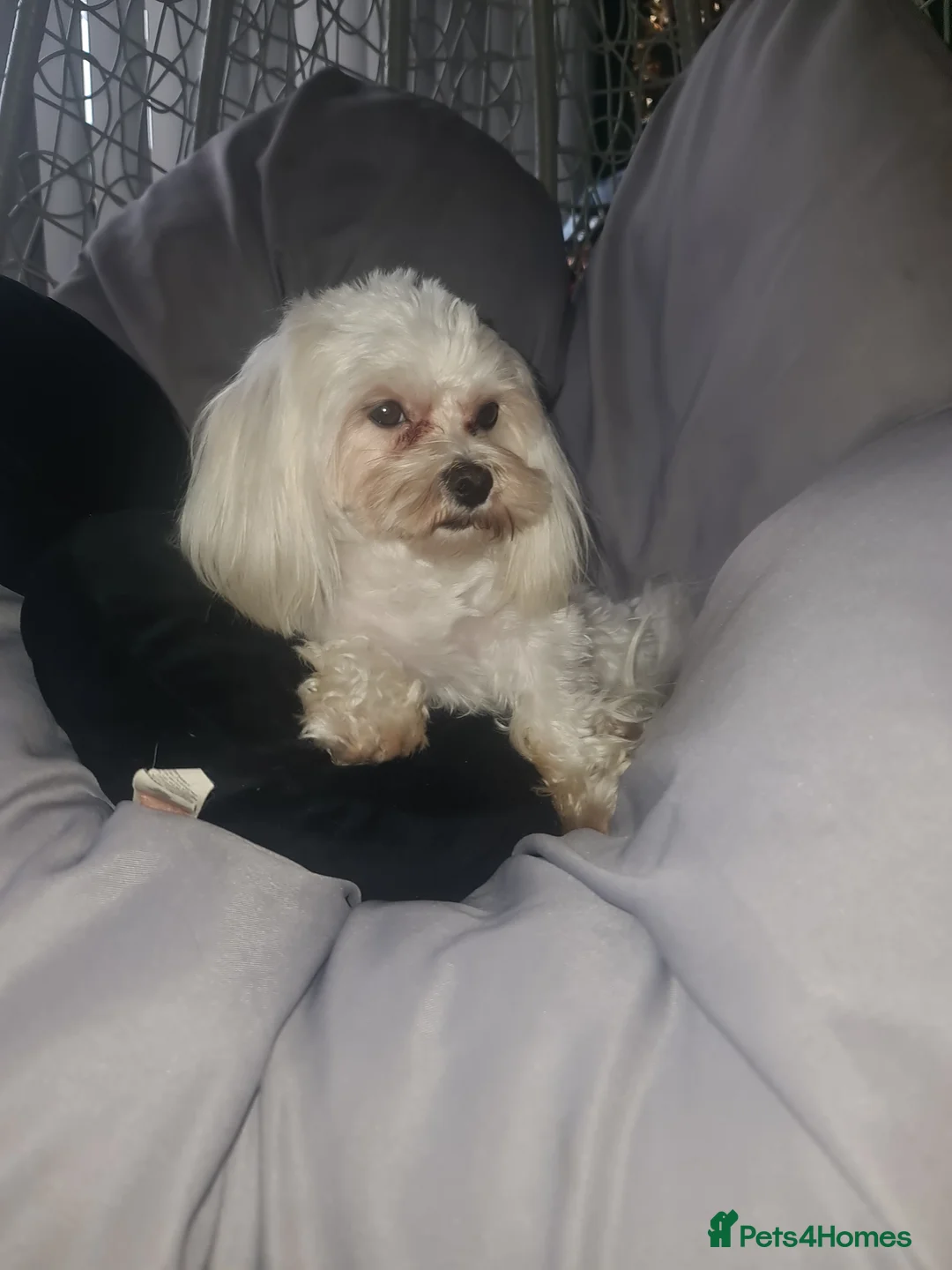 Maltese dogs for stud: KC Maltese dog for stud in Northampton - Advert 2