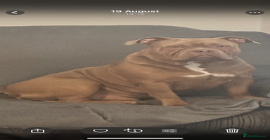 Mixed Breed dogs - Advert 1