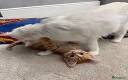 Mixed Breed cats for sale: Ginger Female Kitten - Ready to leave - Image 8