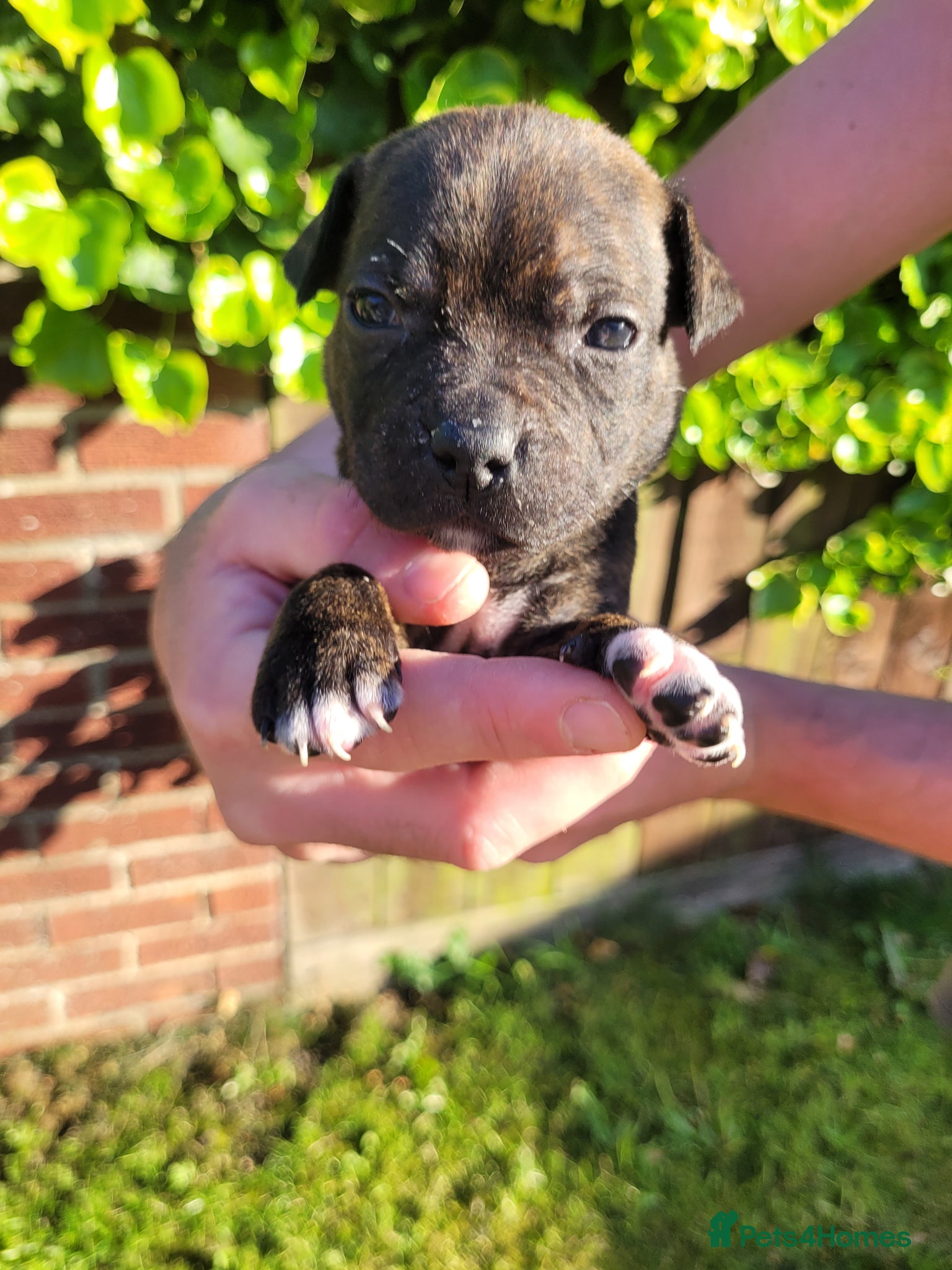 Mixed Breed dogs Staffie cross mastiff - Advert 17