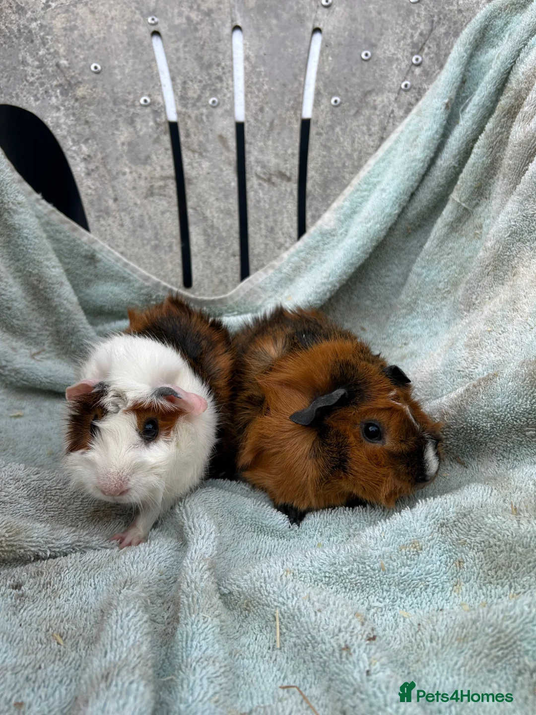 Guinea Pig rodents for sale: Female guinea pigs - Advert 4