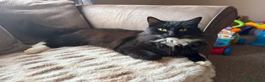 British Longhair 1
