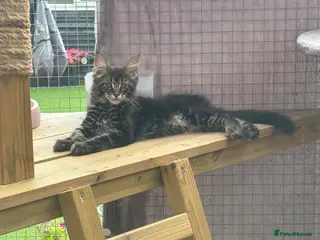 Maine Coon cats 🐾 TICA REG**READY TO LEAVE IN 1 WEEK! - Advert 5