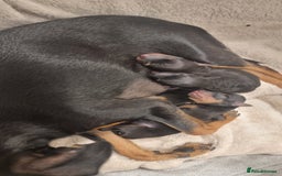 Miniature Pinscher dogs for sale: Pinscher miniatures  - Image 5