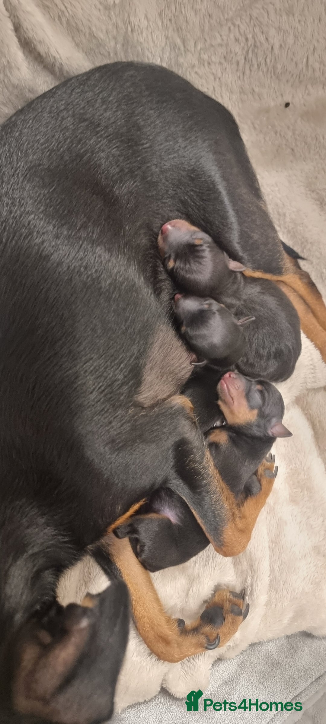Miniature Pinscher dogs for sale: Pinscher miniatures  - Image 5