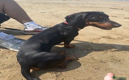 Dachshund dogs for sale: Dachshund Puppy for Sale - Image 4
