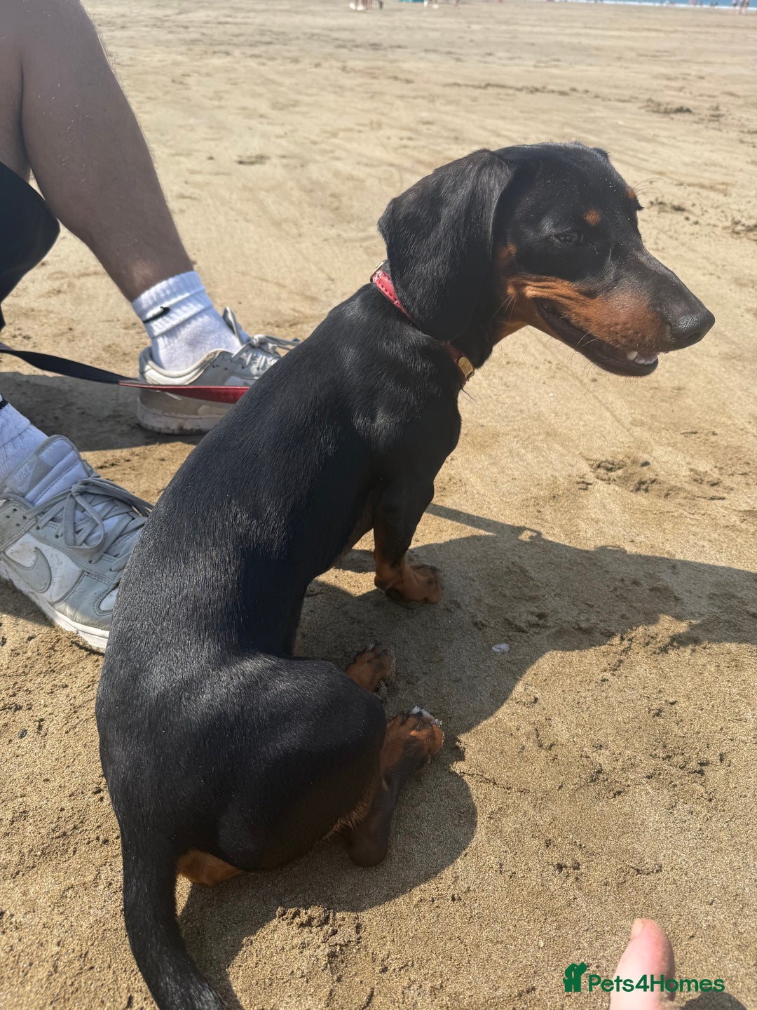 Dachshund dogs for sale: Dachshund Puppy for Sale - Image 4