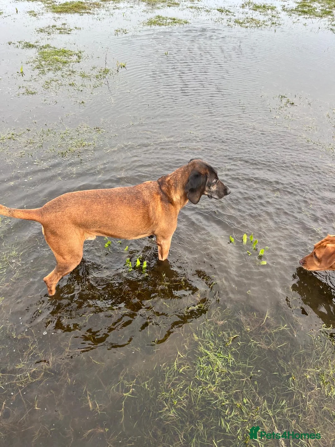 Bavarian Mountain Hound dogs for sale: Bavarian Mountain Hound Rehoming - Advert 6