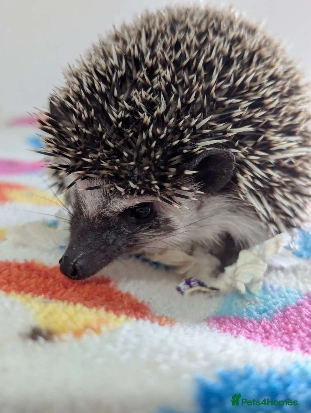 Pygmy Hedgehog rodents for sale: Beautiful Female Hoglet /Ready Now/Reduced!! - Advert 11