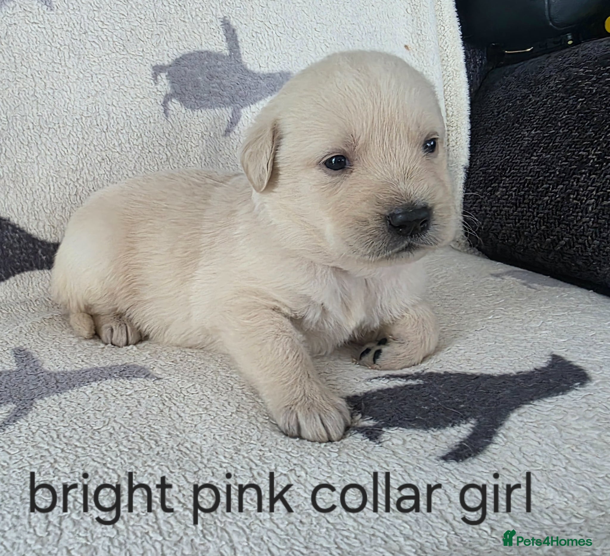 Goldador dogs for sale: retreiver puppys in Newport-on-Tay - Advert 11