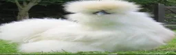 Hens poultry for sale: Beautiful hen,s for rehoming  - Advert 2