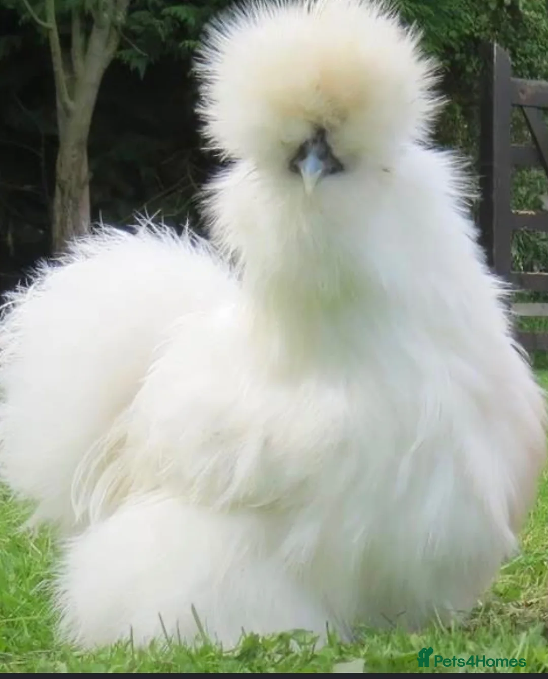 Hens poultry for sale: Beautiful hen,s for rehoming  - Advert 2