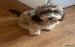 Pomapoo dogs for sale: Pomapoo Puppy - Advert 16