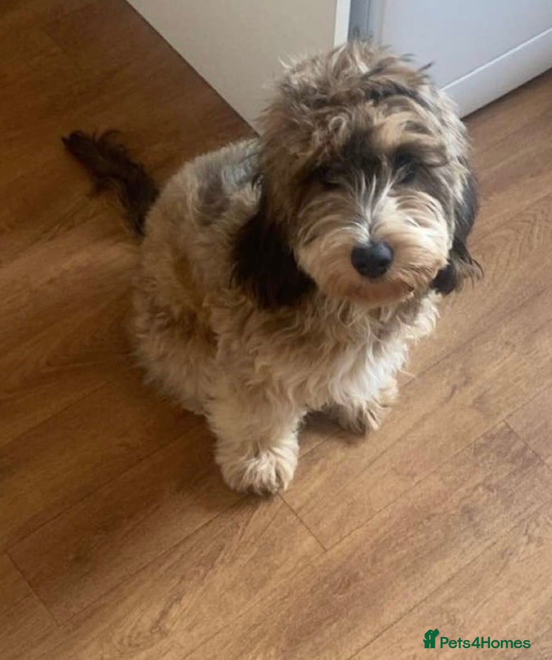 Pomapoo dogs for sale: Pomapoo Puppy - Advert 16