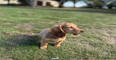 Miniature Dachshund dogs - Advert 8