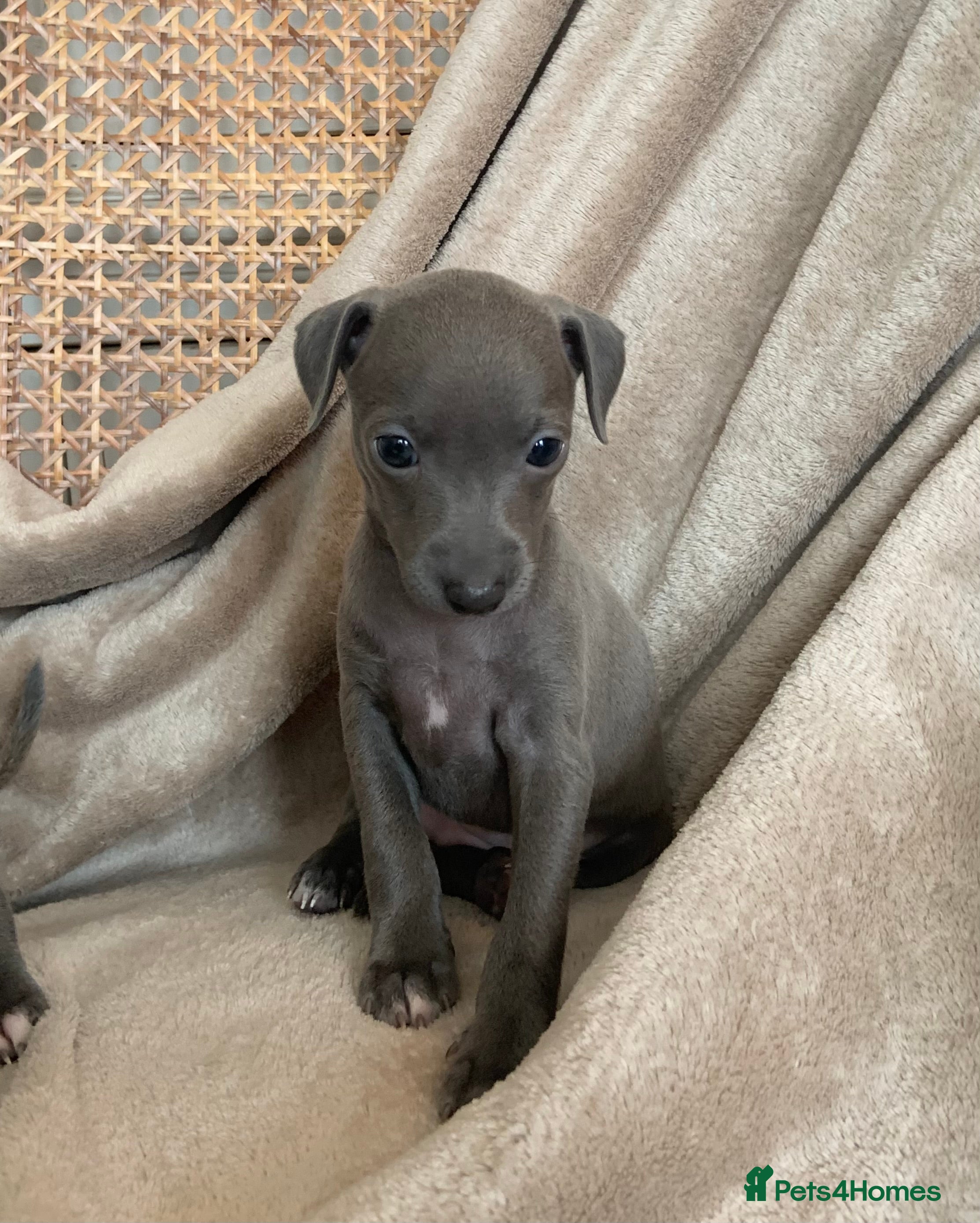 Italian Greyhound dogs KC Italian greyhound puppies European lineage - Advert 10