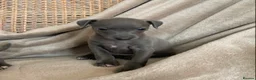 Italian Greyhound dogs for sale: KC Italian greyhound puppies European lineage - Advert 1