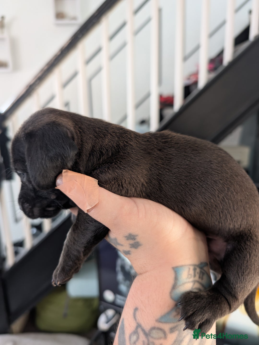 Dachshund dogs for sale: Dachshund x puppies male 2x long haired  - Image 37