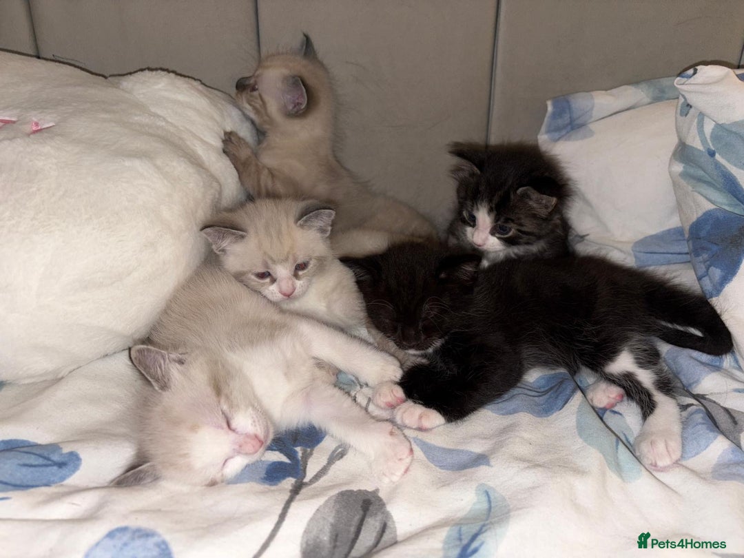 Bengal cats for sale: Ragdoll x Egyptian mau kitties  - Image 3