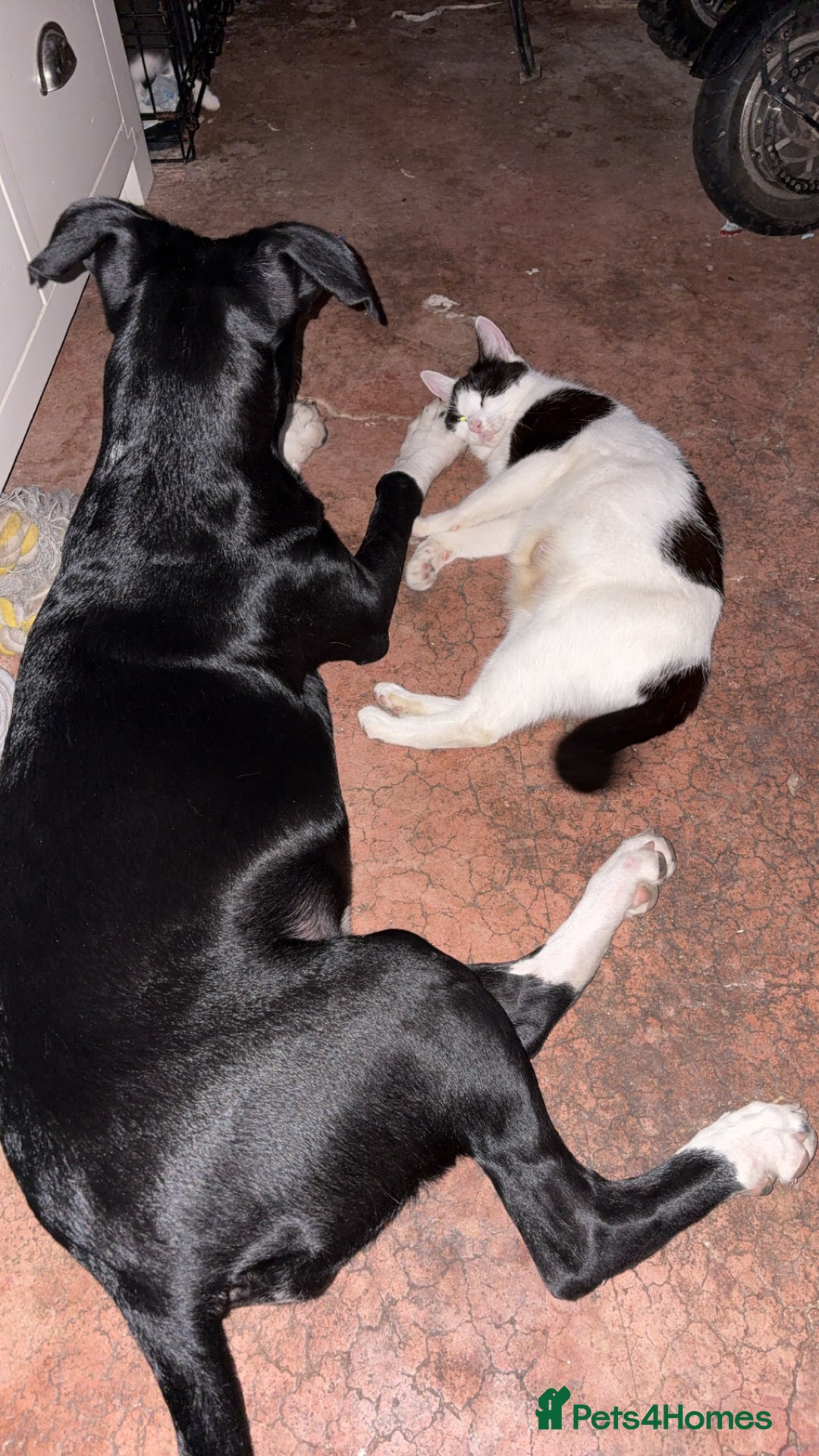 Mixed Breed dogs for sale: 7 months old German Shepard cross Staffy  - Image 2