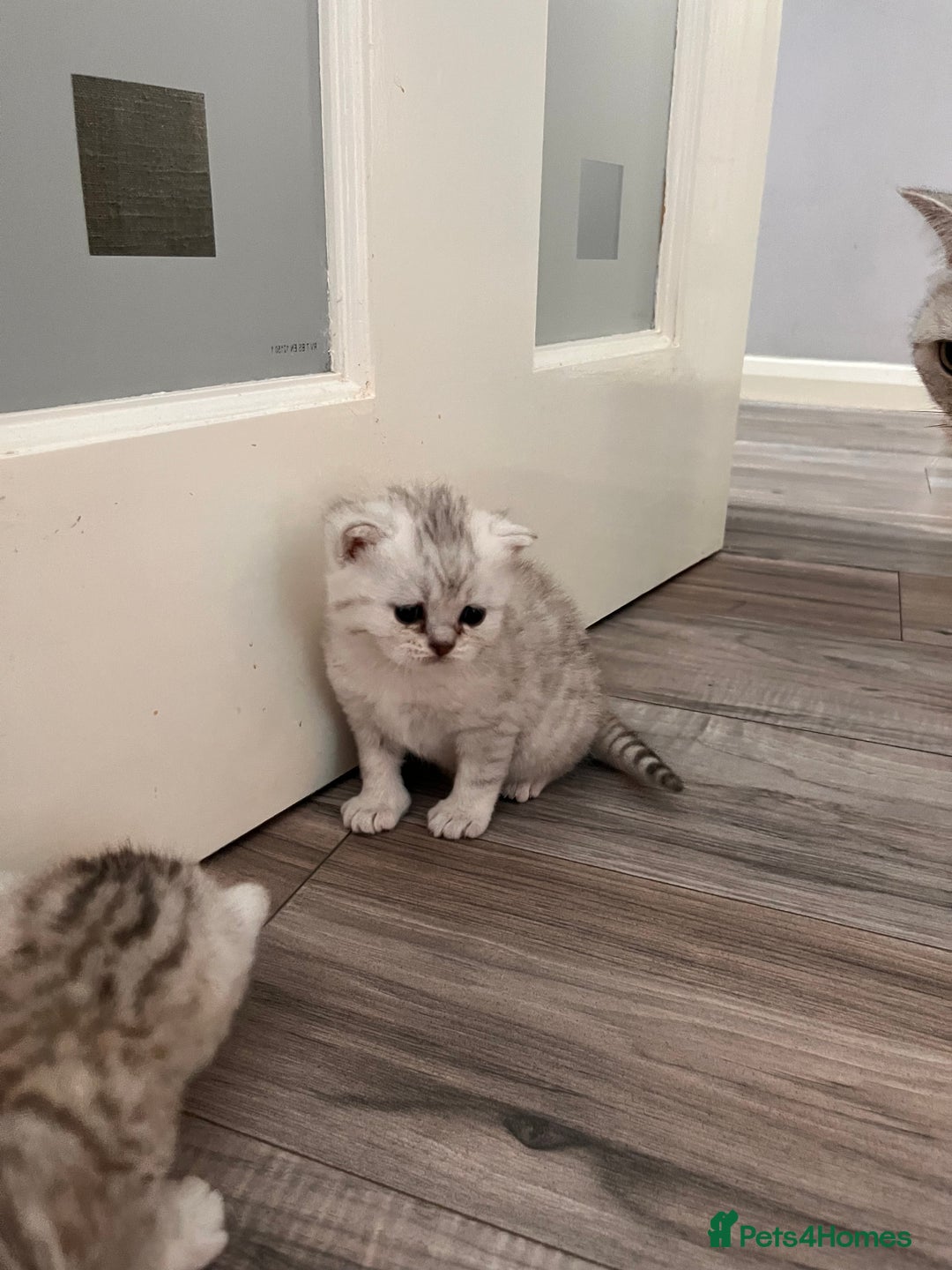 Scottish Fold cats for sale: 3 Scottish fold girls for sale. - Image 2