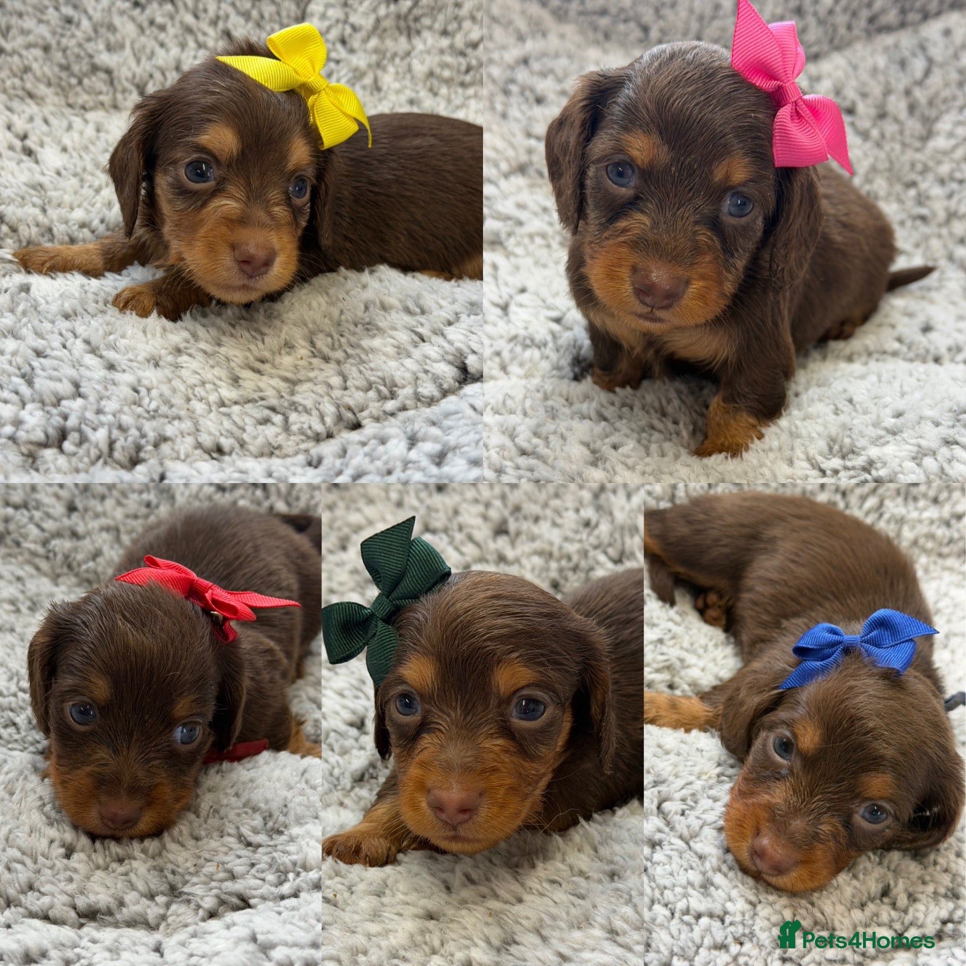 Miniature Dachshund dogs Kc Kaninchen dachshund weeny weeny  - Advert 1