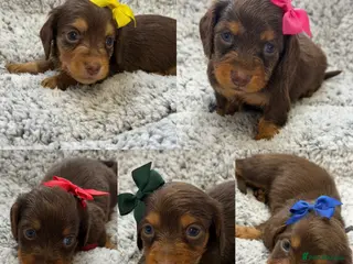 Miniature Dachshund dogs Kc Kaninchen dachshund weeny weeny - Advert 1