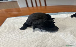Bedlington Terrier dogs for sale: KC Registered Bedlington Terrier Puppies - Image 2