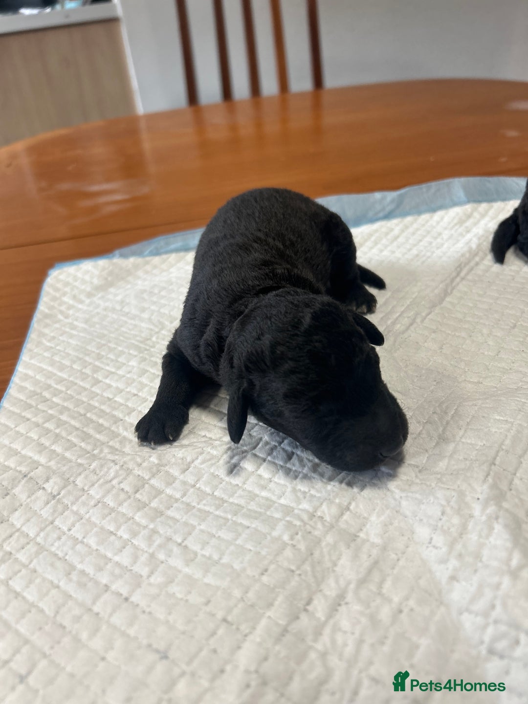 Bedlington Terrier dogs for sale: KC Registered Bedlington Terrier Puppies - Image 2
