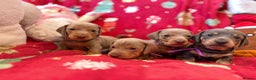 Dachshund dogs for sale: Health Tested Parents Dachshund Puppies   - Advert 2