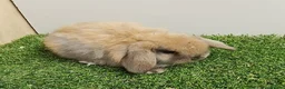 Mini Lop rabbits for sale: Vaccinated wellhandled Mini Lop-please read advert - Advert 2