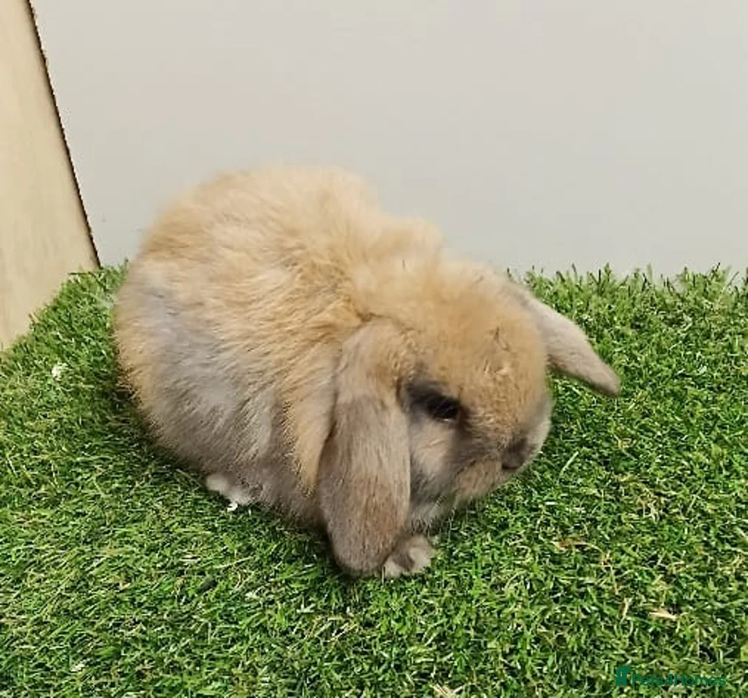 Mini Lop rabbits for sale: Vaccinated wellhandled Mini Lop-please read advert - Advert 2
