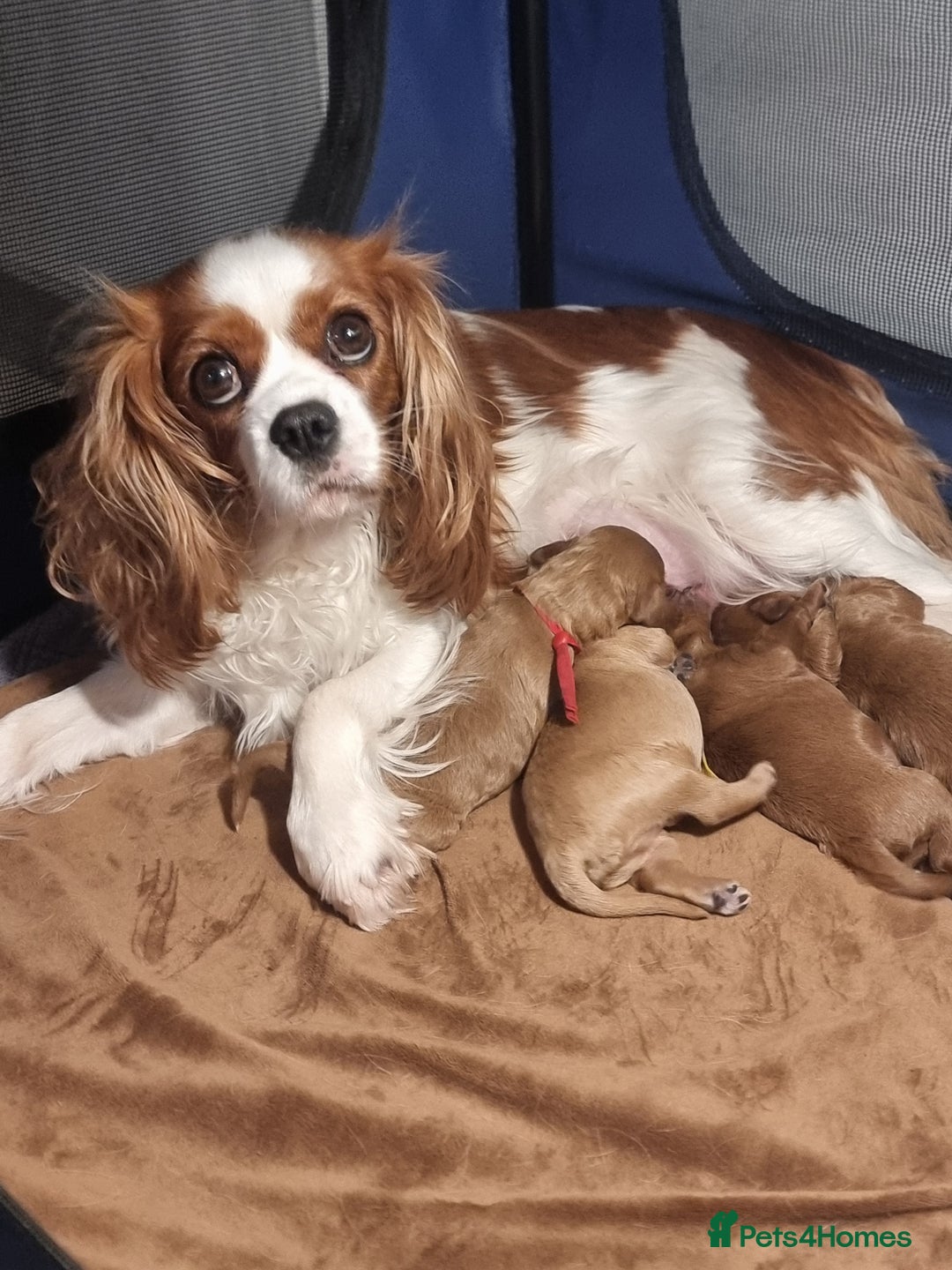 Cavapoo dogs for sale: Cavapoo Toy F1 ❤️ DNA TESTED - Advert 17