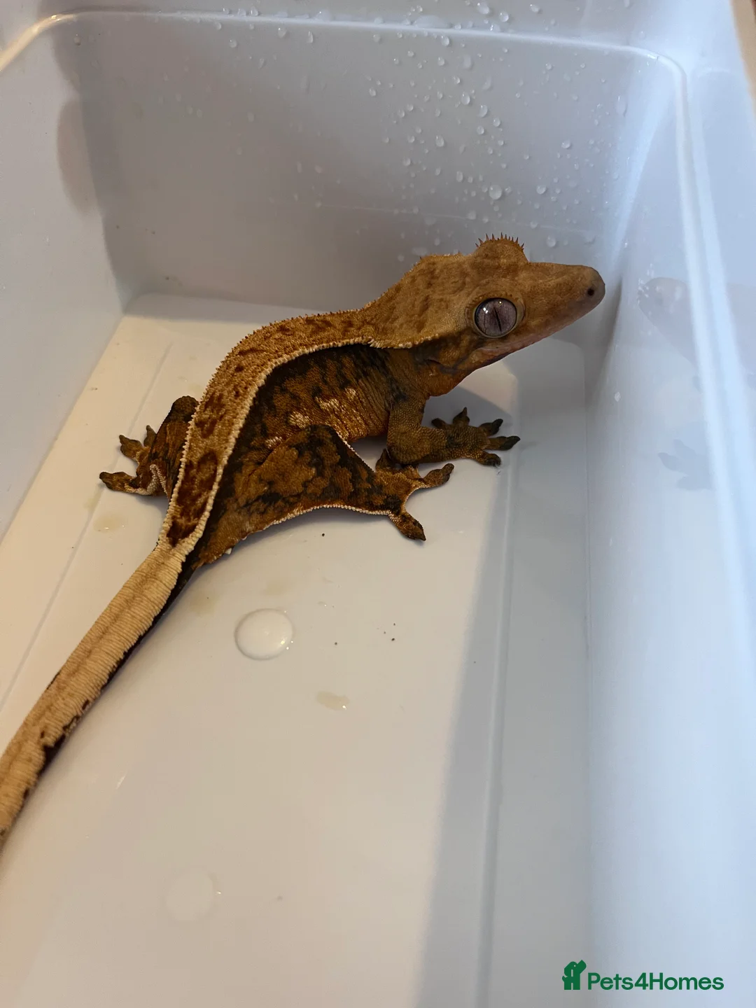 Gecko reptiles for sale: Crested geckos for sale  - Advert 5