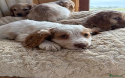 Cocker Spaniel dogs for sale: My pups🐾 fection show type cocker spaniel  - Advert 14