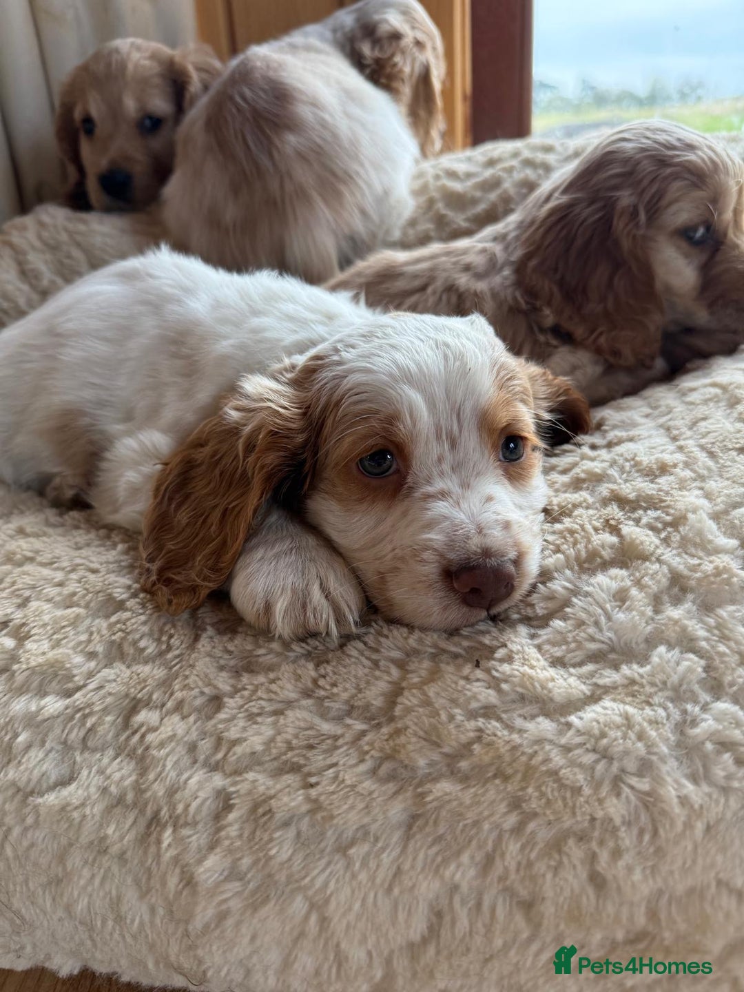 Cocker Spaniel dogs for sale: My pups🐾 fection show type cocker spaniel  - Advert 14