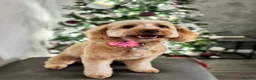 Cockapoo dogs for sale: Beautiful 18 month old Cockapoo Female - Advert 5