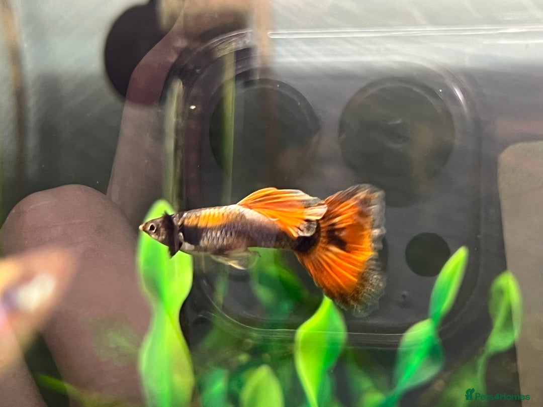 Live Bearers fish for sale: Guppies  - Image 1