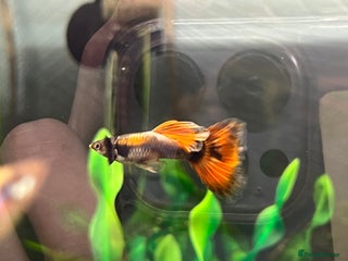 Live Bearers fish - Advert 10