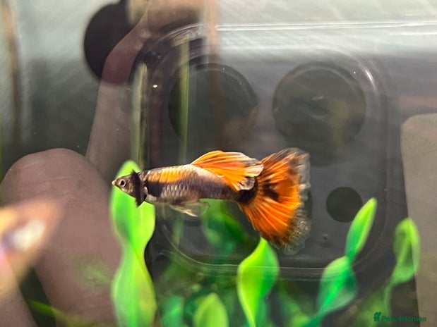 Live Bearers fish - Advert 12