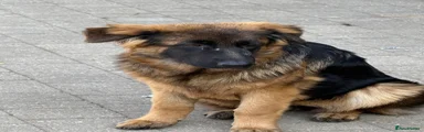 German Shepherd 4