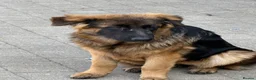 German Shepherd dogs for sale: Long coat German Shepherd - Advert 16