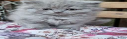 British Shorthair cats for sale: REDUCED PRICE available BSH kittens!!! - Advert 11