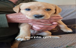 Labrador Retriever dogs for sale: Mix of fox red and yellow labrador puppies - Image 5