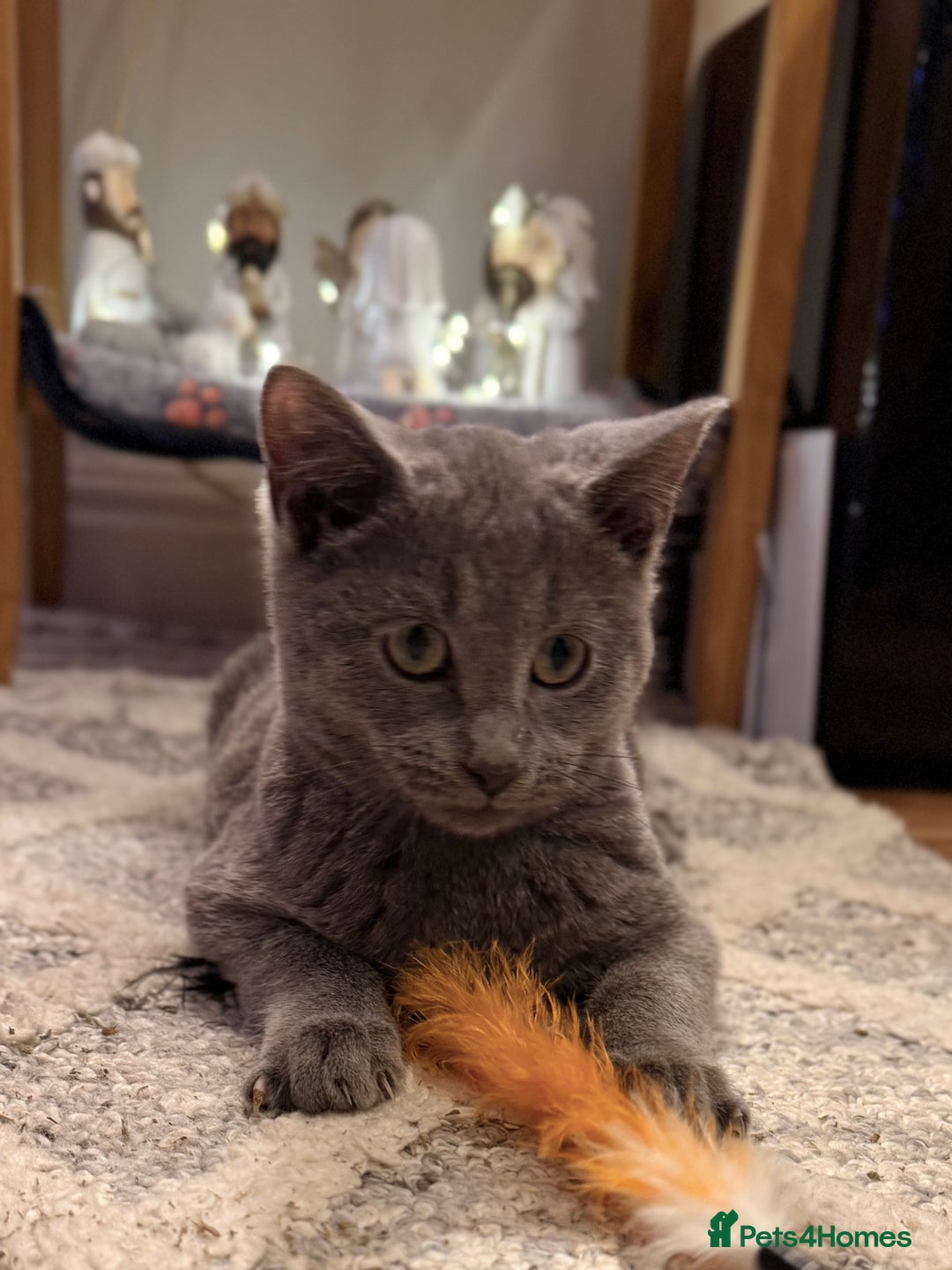 Russian Blue cats for sale: Pure Russian Blue Boy❄️ - Advert 12