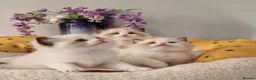 Ragdoll cats for sale: 🏆💙✨️TICA Exclusive Ragdoll kittens🐈Lovely 💖 - Advert 17