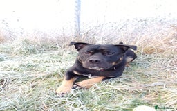 Rottweiler dogs for stud: Rottweiler cross for stud - Image 17