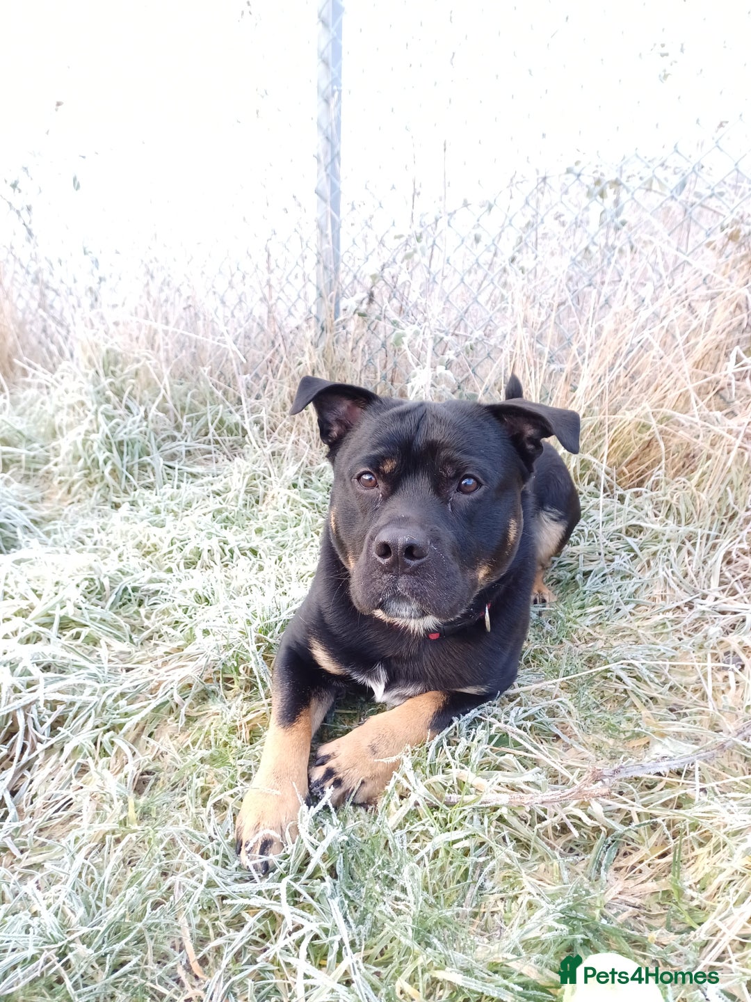 Rottweiler dogs for stud: Rottweiler cross for stud - Image 17