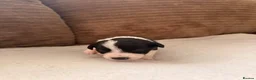 Mixed Breed dogs for sale: 🐾✨ TWO Border Collie x Blue Heeler Pups left ✨🐾 - Advert 9